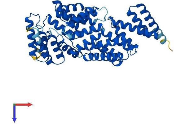 IFIT1 Protein (AA 1-478) (His tag)