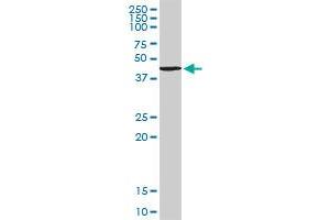 TANK MaxPab rabbit polyclonal antibody. (TANK Antikörper  (AA 1-119))