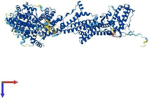 CYFIP2 Protein (AA 1-1253) (His tag)