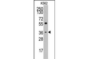 Western blot analysis of anti-THPO(C-term) Pab (ABIN391802 and ABIN2841656) in K562 cell line lysates (35 μg/lane). (Thrombopoietin Antikörper  (C-Term))