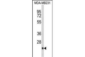 Western blot analysis of DERL2 Antibody (C-term) (ABIN652652 and ABIN2842438) in MDA-M cell line lysates (35 μg/lane).