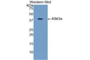 Detection of recombinant VCAM1 using Polyclonal Antibody to Vascular Cell Adhesion Molecule 1 (VCAM1) (VCAM1 Antikörper  (AA 409-682) (APC))