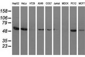 Western blot analysis of extracts (35 µg) from 9 different cell lines by using anti-SNTA1 monoclonal antibody. (SNTA1 Antikörper)