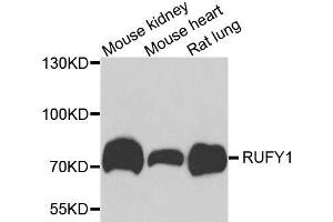 Western blot analysis of extracts of various cell lines, using RUFY1 antibody. (RUFY1 Antikörper  (AA 439-708))
