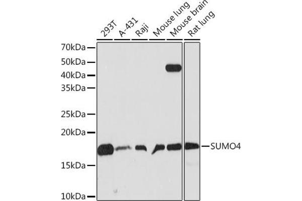 SUMO4 抗体
