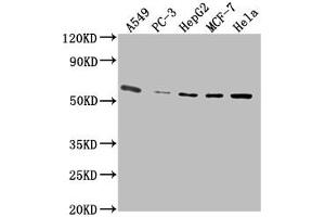 Western Blot Positive WB detected in: A549 whole cell lysate, PC-3 whole cell lysate, HepG2 whole cell lysate, MCF-7 whole cell lysate, Hela whole cell lysate All lanes: PD-L1 antibody at 1:2500 Secondary Goat polyclonal to Mouse IgG at 1/10000 dilution Predicted band size: 33 kDa Observed band size: 55 kDa (PD-L1 Antikörper  (AA 19-238))