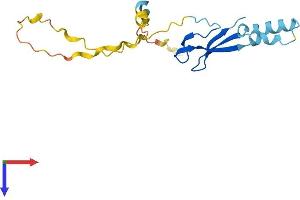 LITAF Protein (AA 1-161) (His tag)