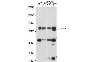 Western blot analysis of extracts of various cell lines, using SESN2 antibody (ABIN6290955) at 1:3000 dilution. (Sestrin 2 Antikörper)