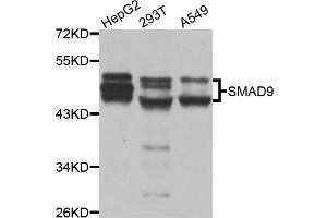 Western blot analysis of extracts of various cell lines, using SMAD9 antibody. (SMAD9 Antikörper)
