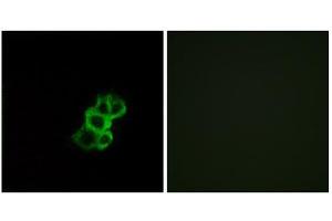 Immunofluorescence analysis of MCF-7 cells, using OR8B4 antibody. (OR8B4 Antikörper  (C-Term))