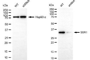 Western blotting analysis using SSR1 antibody (ABIN7800333). (Rekombinanter SSR1 Antikörper)