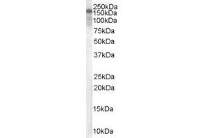 Western Blotting (WB) image for anti-Cartilage Associated Protein (CRTAP) (C-Term) antibody (ABIN2782710) (CRTAP Antikörper  (C-Term))