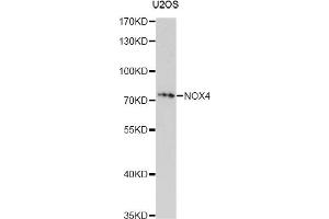 Western blot analysis of extracts of U2OS cells, using NOX4 antibody (ABIN4904560) at 1:1000 dilution. (NADPH Oxidase 4 Antikörper)