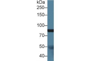 Western Blotting (WB) image for anti-Slit Homolog 1 (SLIT1) (AA 647-835) antibody (ABIN7438364)