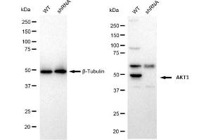 Western blotting analysis using AKT1 antibody (ABIN7800783).