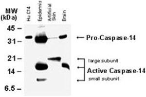 Western blot analysis of CASP14.