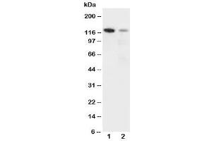 Western Blotting (WB) image for anti-Integrin, alpha 3 (ITGA3) (N-Term) antibody (ABIN3031394)