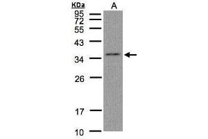 WB Image Sample(30 μg of whole cell lysate) A:Hep G2, 12% SDS PAGE antibody diluted at 1:1000