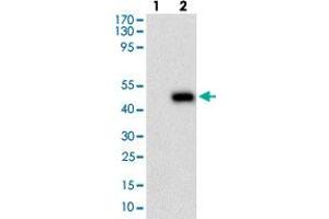 Western blot analysis of Lane 1: Negative control [HEK293 cell lysate]; Lane 2: Over-expression lysate [PLA2G12A (AA: 21-189)-hIgGFc transfected HEK293 cells] with PLA2G12A monoclonal antibody, clone 7C7C9  at 1:500-1:2000 dilution. (PLA2G12A Antikörper  (AA 21-189))