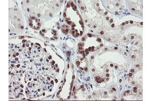 Image no. 9 for anti-RNA Binding Protein with Multiple Splicing (RBPMS) antibody (ABIN1500642) (RBPMS Antikörper)