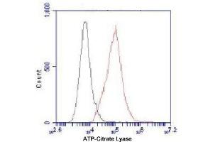 Flow Cytometry analysis of HeLa cells stained with ATP-Citrate Lyase (red, 1/100 dilution), followed by FITC-conjugated goat anti-mouse IgG. (ACLY Antikörper  (C-Term))