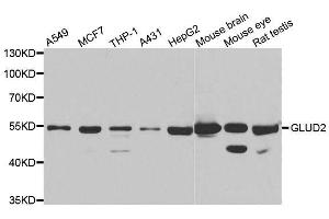 Western blot analysis of extracts of various cell lines, using GLUD2 antibody. (GLUD2 Antikörper  (AA 319-558))