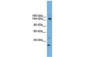 Image no. 1 for anti-Mediator Complex Subunit 14 (MED14) (AA 575-624) antibody (ABIN6745238) (MED14 Antikörper  (AA 575-624))