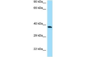 Western Blotting (WB) image for anti-CD276 (CD276) (C-Term) antibody (ABIN970333) (CD276 Antikörper  (C-Term))