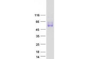 Western Blotting (WB) image for SLAM Family Member 7 (SLAMF7) protein (Myc-DYKDDDDK Tag) (ABIN2713644)