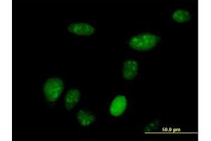 Immunofluorescence of purified MaxPab antibody to SUB1 on HeLa cell. (SUB1 Antikörper  (AA 1-127))