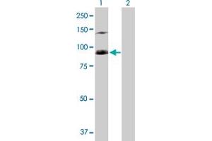 Western Blot analysis of SFMBT1 expression in transfected 293T cell line by SFMBT1 MaxPab polyclonal antibody. (SFMBT1 Antikörper  (AA 1-866))
