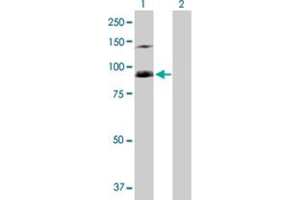 SFMBT1 anticorps  (AA 1-866)