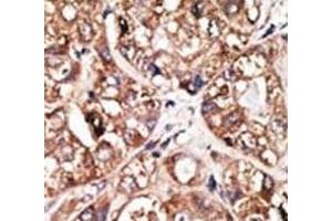 Immunohistochemistry (IHC) image for anti-Neuronal Differentiation 1 (NEUROD1) (AA 15-45) antibody (ABIN3031977)