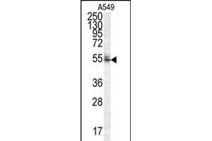 WDR32 Antibody (N-term) (ABIN654593 and ABIN2844292) western blot analysis in A549 cell line lysates (35 μg/lane). (DCAF10 Antikörper  (N-Term))