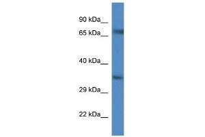Western Blot showing Slc6a9 antibody used at a concentration of 1. (GLYT1 Antikörper  (C-Term))