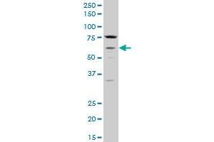 CHRM3 polyclonal antibody (A01), Lot # 051011JC01 Western Blot analysis of CHRM3 expression in PC-12 . (CHRM3 Antikörper  (AA 1-67))