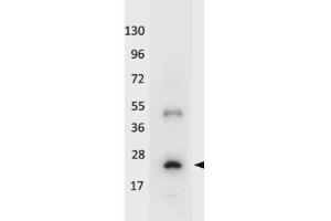 Western blot using HRP conjugated anti-Human IL-32A antibody shows detection of a band ~19 kDa in size corresponding to recombinant human IL-32A. (IL-32 alpha Antikörper  (Biotin))