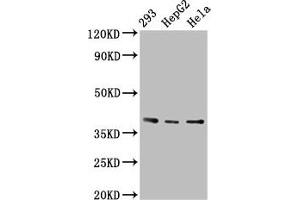 PTGR2 Antikörper  (AA 206-282)