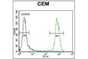 Flow cytometric analysis of CEM cells using PON1 Antibody (Center) Cat. (PON1 Antikörper  (Middle Region))