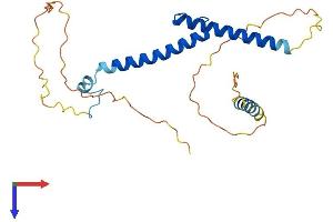 MYF6 Protein (AA 1-242) (His tag)