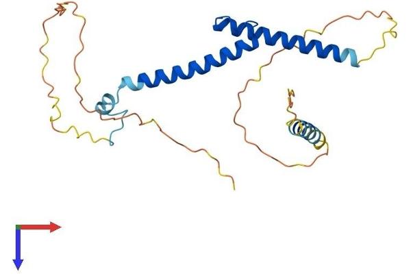 MYF6 Protein (AA 1-242) (His tag)