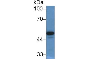 Western Blot; Sample: Human Serum; Primary Ab: 2µg/mL Rabbit Anti-Human PON1 Antibody Second Ab: 0. (PON1 Antikörper  (AA 35-206))