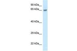 Image no. 1 for anti-Family with Sequence Similarity 161, Member A (FAM161A) (AA 229-278) antibody (ABIN6747443) (FAM161A Antikörper  (AA 229-278))