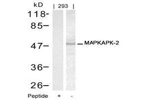 Image no. 1 for anti-Mitogen-Activated Protein Kinase-Activated Protein Kinase 2 (MAPKAPK2) (Thr334) antibody (ABIN197585) (MAPKAP Kinase 2 Antikörper  (Thr334))