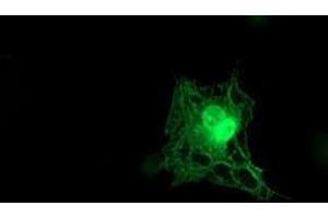 Anti-TMOD1 mouse monoclonal antibody (ABIN2454775) immunofluorescent staining of COS7 cells transiently transfected by pCMV6-ENTRY TMOD1 (RC201134). (Tropomodulin 1 Antikörper)