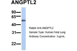 Host: Rabbit Target Name: SLC13A3 Sample Type: Human Fetal Lung Antibody Dilution: 1. (ANGPTL2 Antikörper  (N-Term))