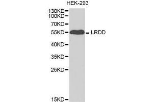 Western blot analysis of extracts of HEK-293 cell line, using PIDD1 antibody. (PIDD Antikörper  (AA 1-85))