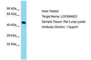 Image no. 1 for anti-G Protein-Coupled Receptor 52 (GPR52) (AA 165-202) antibody (ABIN6750489) (GPR52 Antikörper  (AA 165-202))