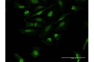 Immunofluorescence of purified MaxPab antibody to FOSL2 on HeLa cell. (FOSL2 Antikörper  (AA 1-326))