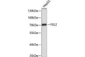Western blot analysis of extracts of HepG2 cells, using FGL2 antibody (ABIN6130835, ABIN6140626, ABIN6140627 and ABIN6217862) at 1:3000 dilution. (FGL2 Antikörper  (AA 24-140))